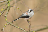 Aegithalos caudatus / Staartmees / Long-tailed Tit