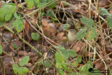 Bruine Boszanger / Dusky warbler