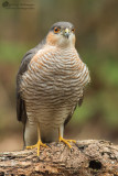 Accipiter nisus / Sperwer / Eurasian Sparrowhawk