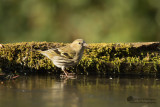 Carduelis spinus / Sijs / Eurasian Siskin