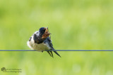 Hirundo rustica / Boerenzwaluw / Barn swallow