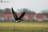 Branta ruficollis / Roodhalsgans / Red-Breasted Goose