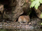 Myodes glareolus / Rosse Woelmuis / Bank Vole