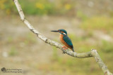 Alcedo atthis / IJsvogel / Kingfisher