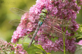 Anax imperator /  Grote Keizerlibel / Emperor Dragonfly