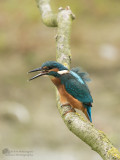 Alcedo atthis / IJsvogel / Kingfisher