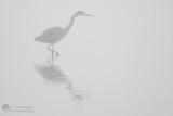 Ardea Cinerea / Blauwe Reiger / Grey Heron