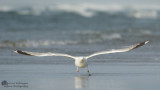 Larus Argentatus / Zilvermeeuw / European Herring Gull