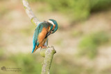 Alcedo atthis / IJsvogel / Kingfisher