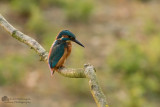 Alcedo atthis / IJsvogel / Kingfisher