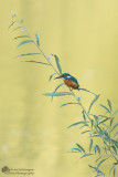 Alcedo atthis / IJsvogel / Kingfisher