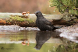 Merel / Common Blackbird