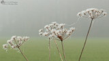 Ice Crystals - IJskristallen