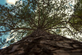 Treetop View