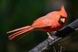Cardinal-62786.jpg