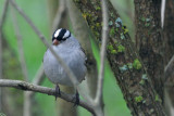 white-crowned-sparrow-0070.jpg