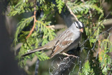 white-crowned-sparrow-62468.jpg
