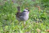 white-crowned-sparrow-62924.jpg