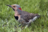 northern-flicker-04332.jpg