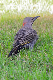 Northern-flicker-64596.jpg