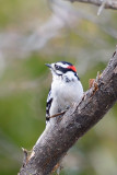 downy-woodpecker-62151.jpg