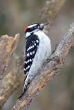 Hairy-Woodpecker-60344.jpg