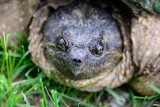 snapping-turtle-63389.jpg