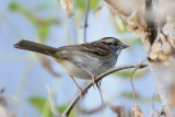 White-throated-Sparrow-65658.jpg