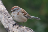 sparrow-0171.jpg