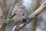 tree-sparrow-66290.jpg