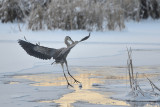 blue-heron-66385.jpg