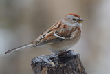 tree-sparrow-0352.jpg