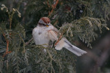 sparrow-40384.jpg