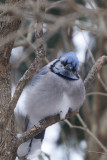 bluejay-40397.jpg