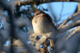 tree-sparrow-40561.jpg