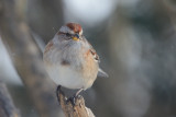 tree-sparrow-0269.jpg