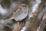 tree-sparrow-40699.jpg