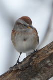 tree-sparrow-40831.jpg
