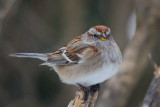tree-sparrow-40828.jpg