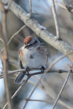 tree-sparrow-60930.jpg