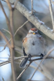 tree-sparrow-60931.jpg