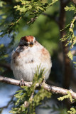 tree-sparrow-62068.jpg