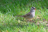 white-crowned-sparrow-62934.jpg