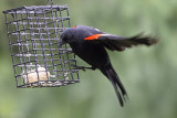 redwing-blackbird-81695.jpg