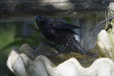 grackel-81748.jpg