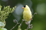 goldfinch-80138.jpg