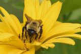 bumble-bee-80441.jpg