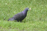 pigeon-80426.jpg