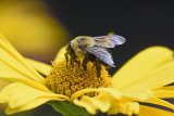 bumble-bee-80446.jpg