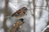 tree-sparrow-82215.jpg